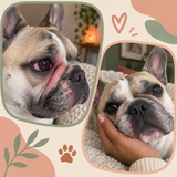 Pudgy Bean Wrinkle Paste